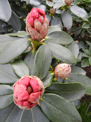 DSCN6603.JPG