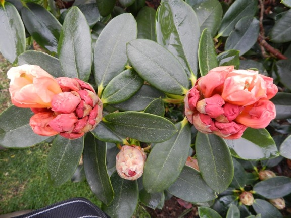 DSCN6624.JPG