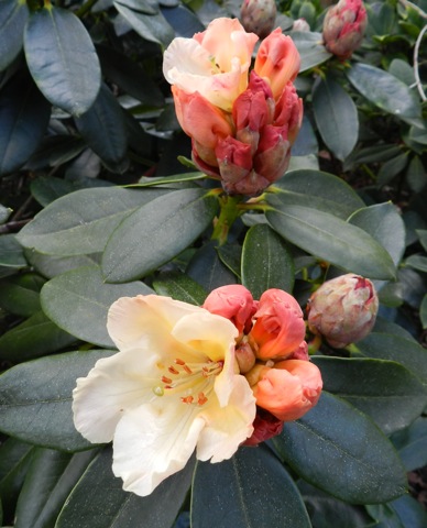 DSCN6660.JPG